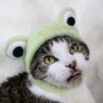 froggyhat2