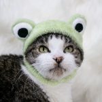 froggyhat2